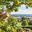 Boomverzorging Culemborg