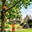 Boomverzorging Hillegom