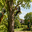 Boomverzorging Houten