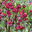 De Rode Pimpernel