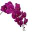 orchidee-kopen