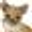 Pet's &amp; Co de Moel Wervershoof