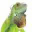 Reptiles Twente