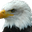 Valkenhof Roofvogel Demonstraties